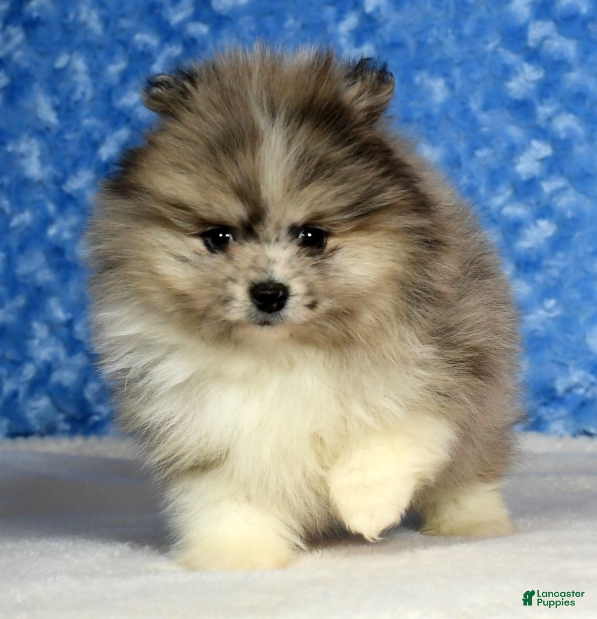Pomeranian dogs Zeke - Ad 10