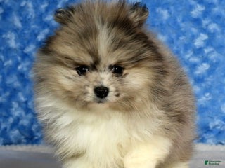 Pomeranian dogs Zeke - Ad 16