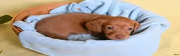 Miniature Dachshund dogs for sale: Espresso - Ad 12