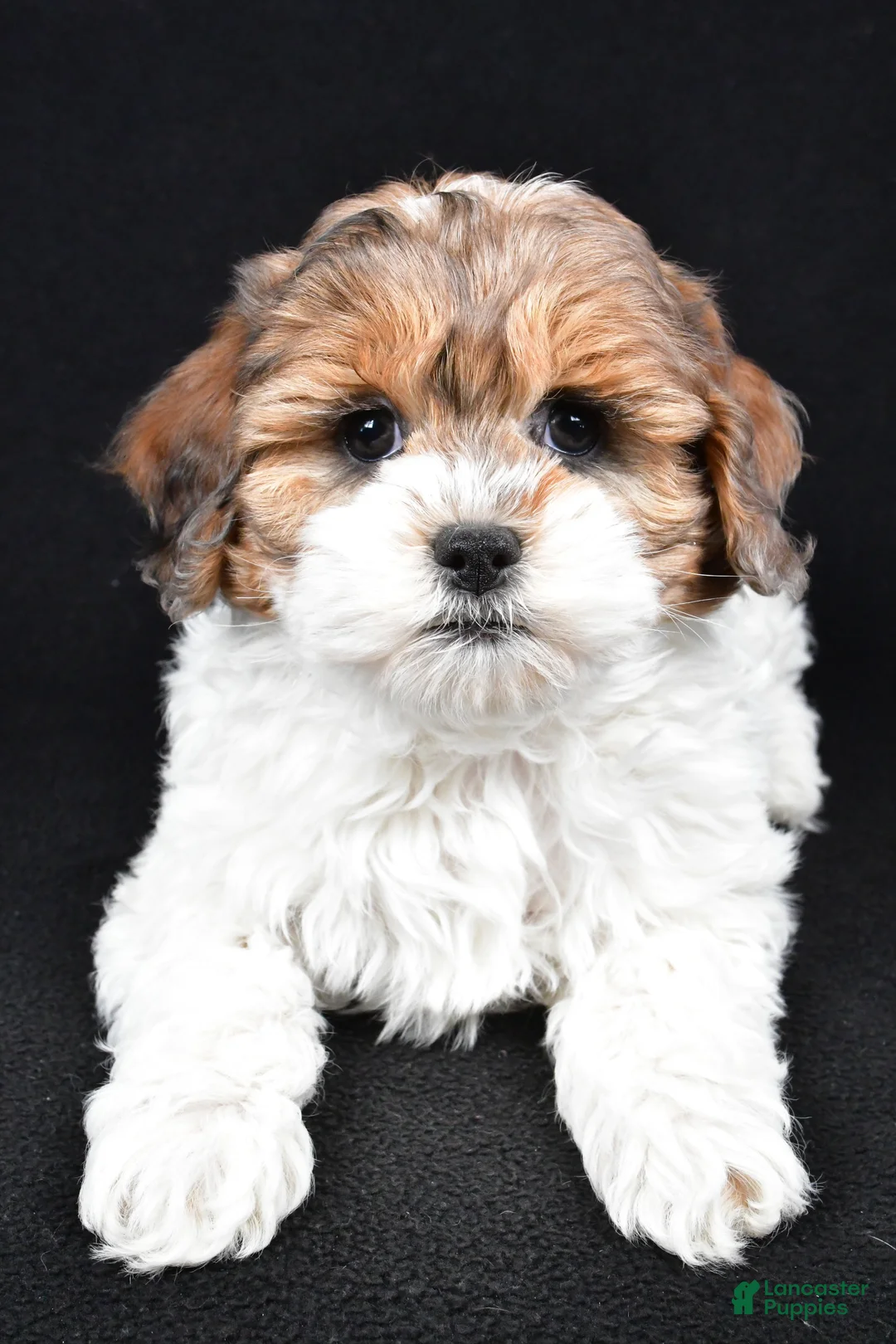 Cockapoo dogs for sale: Alice - Ad 5