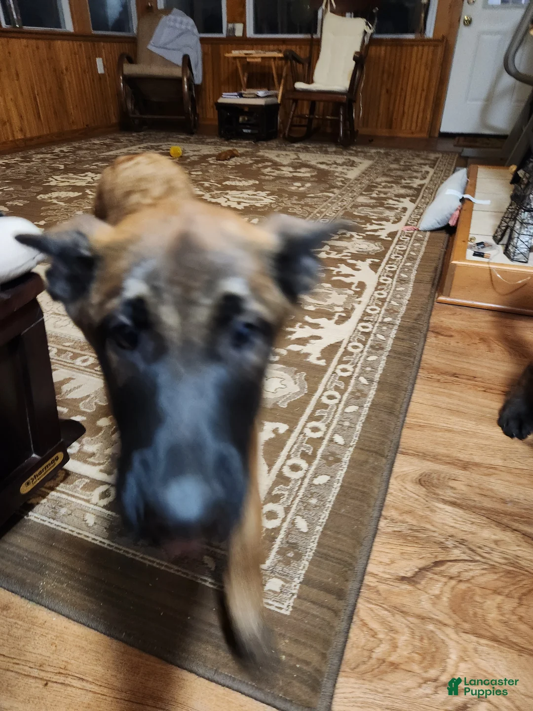 Belgian Malinois dogs for sale: Green Bean - Ad 2