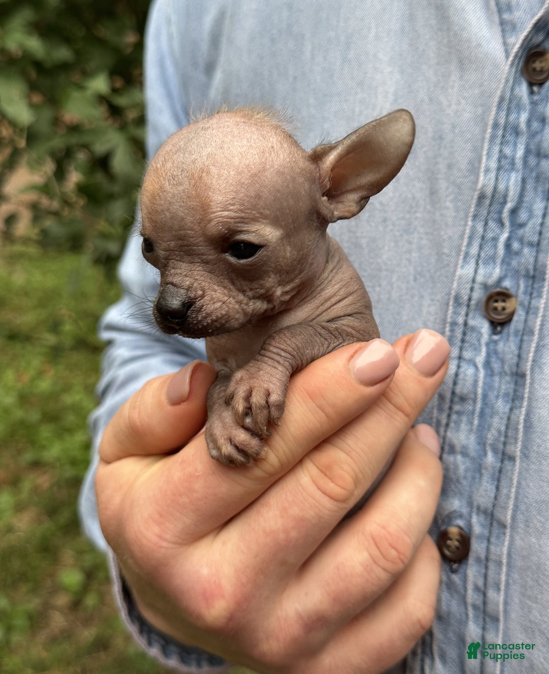 Mixed Breed dogs for sale: Cleopatra  - Ad 31