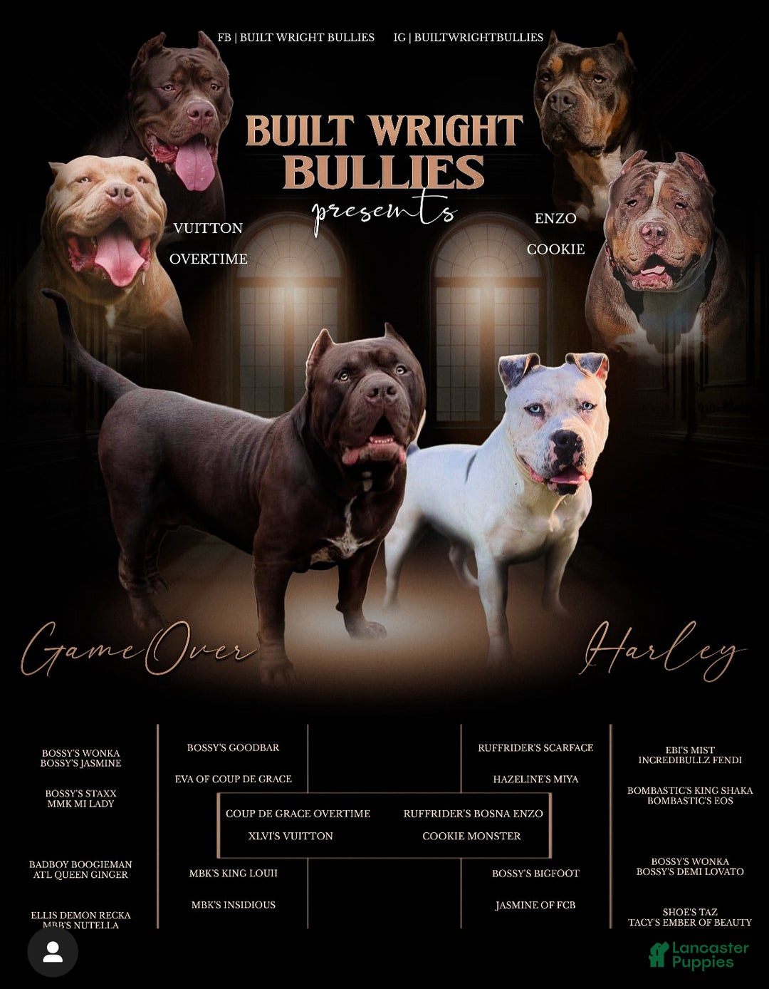 American Bully dogs for sale: Brisco - Ad 7