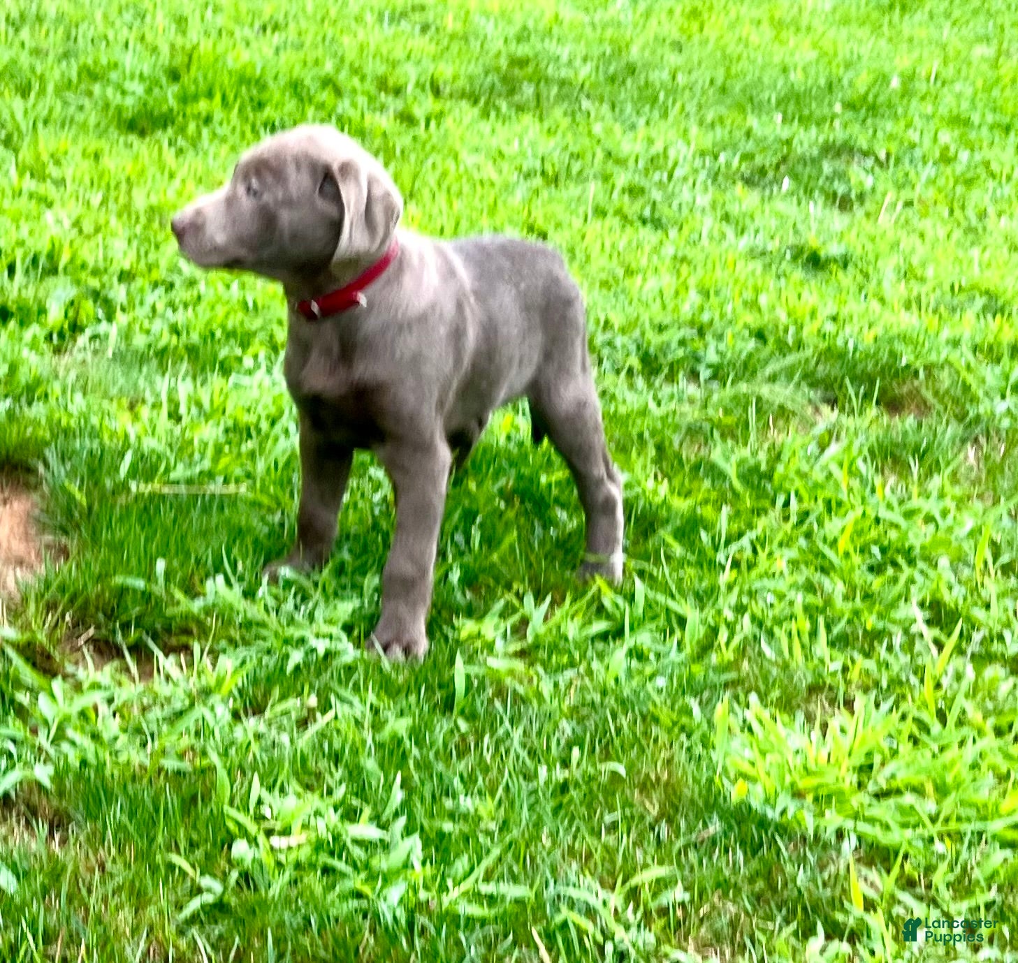 Labrador Retriever dogs Timmy ❤️AKC Hip Cert maroon - Ad 2