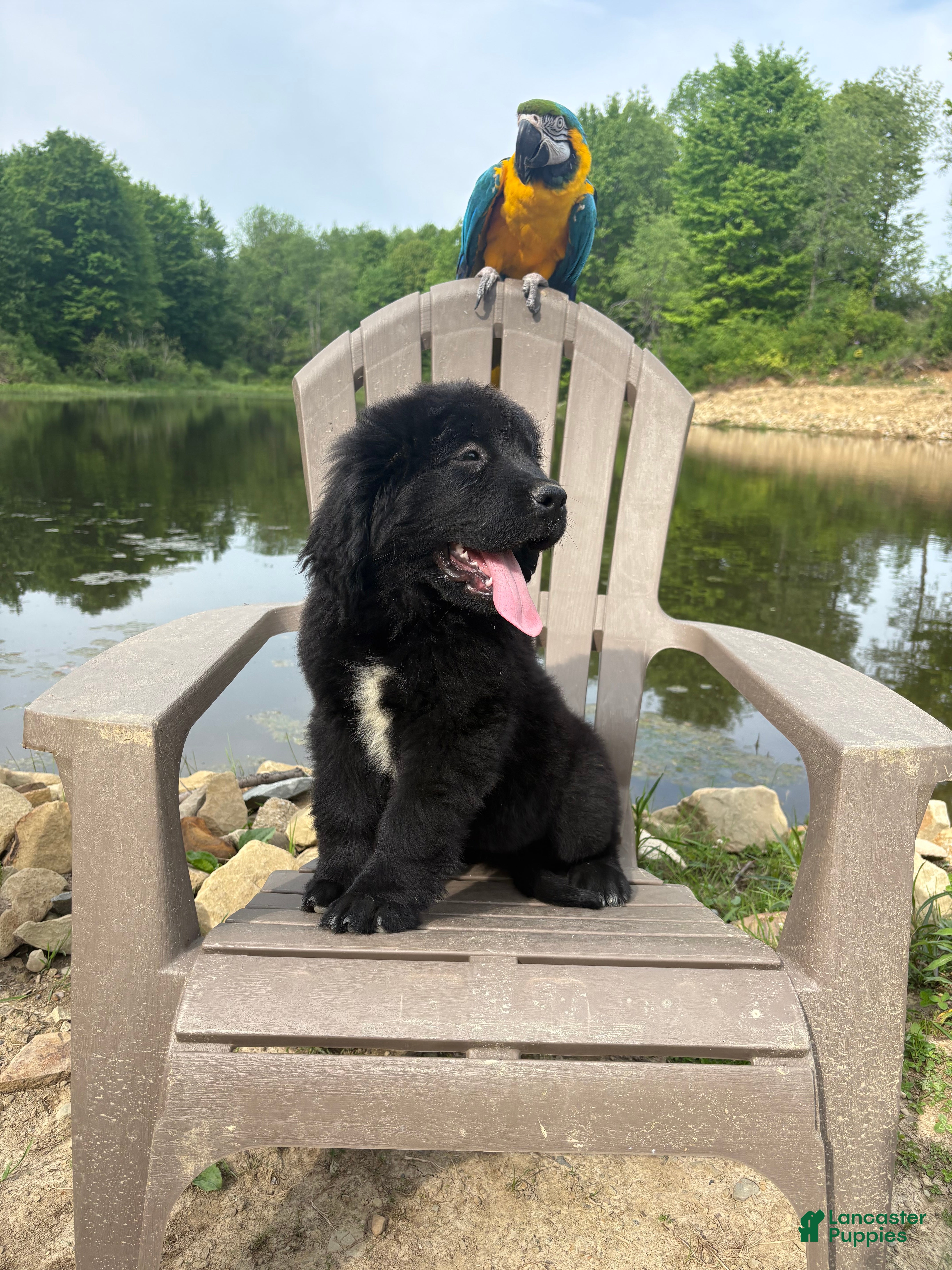 Newfoundland dogs Bae - Ad 31