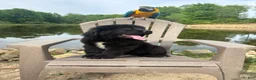 Newfoundland dogs for sale: Bae - Ad 1