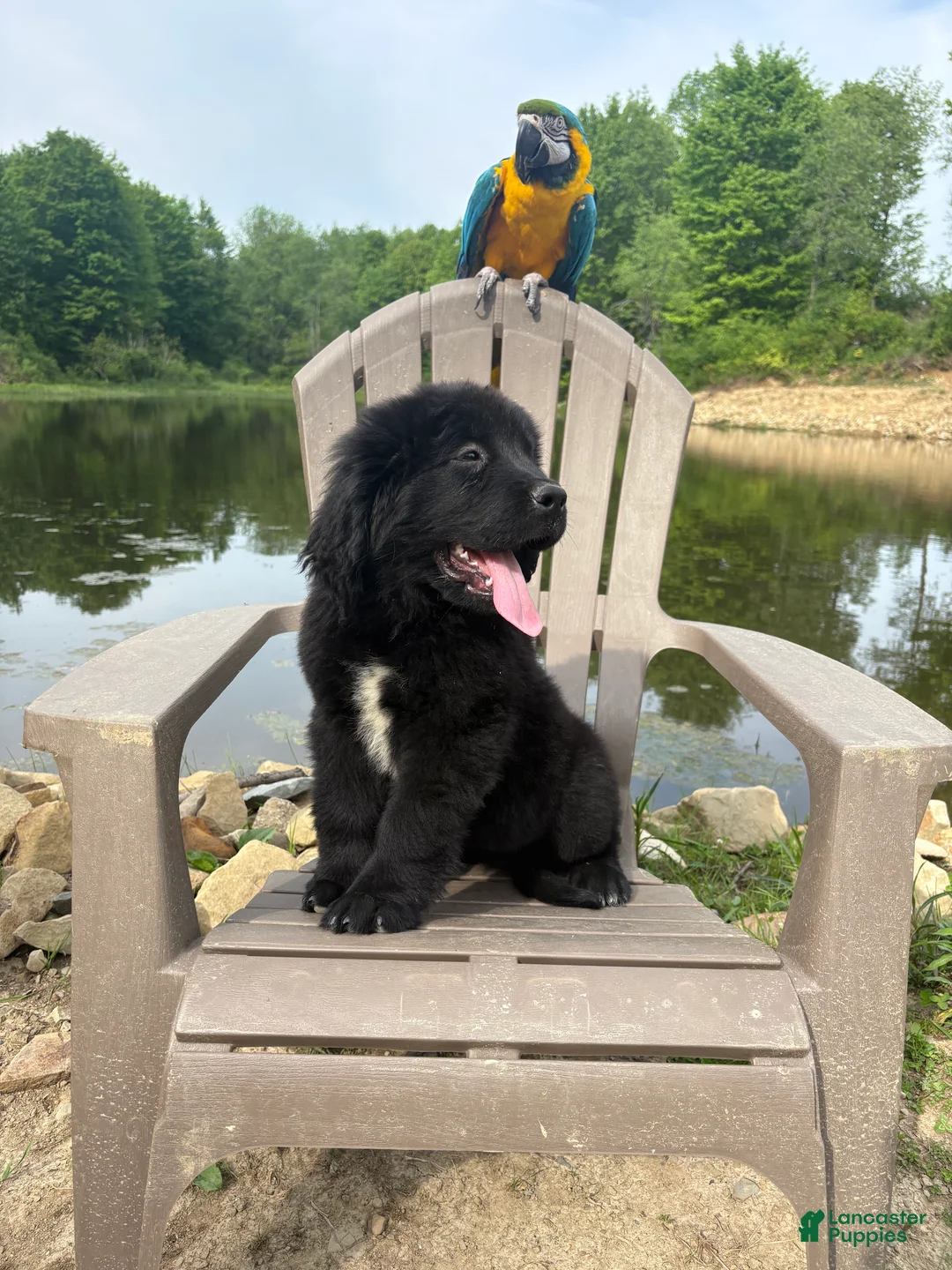 Newfoundland dogs for sale: Bae - Ad 1