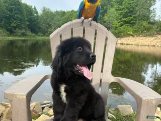 Newfoundland dogs Bae - Ad 31