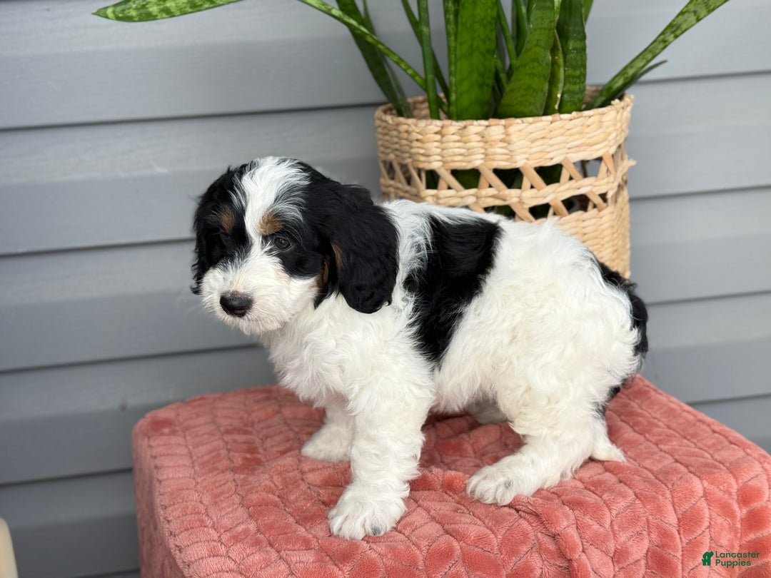Mini Bernedoodle dogs for sale: Fern - Ad 8