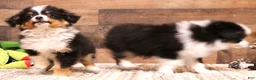 Toy Australian Shepherd dogs for sale: Tessa beautiful white collar & bib - Ad 5