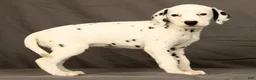 Dalmatian dogs for sale: Rita - Ad 4
