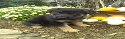 German Shepherd dogs for sale: Maverick - Ad 3