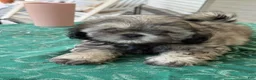 Shih Tzu dogs for sale: Eli - Ad 4