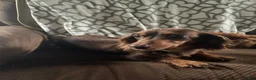 Miniature Dachshund dogs for sale: Davy - Ad 15