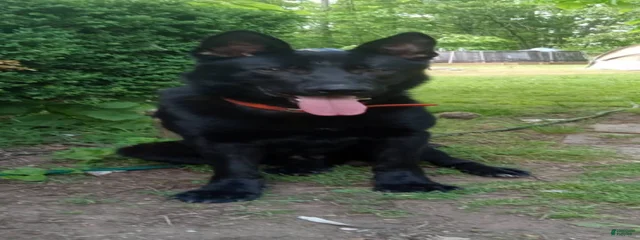 Jax