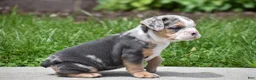 Beabull dogs for sale: Olive - Ad 8
