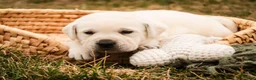 Labrador Retriever dogs for sale: Shadow - Ad 7
