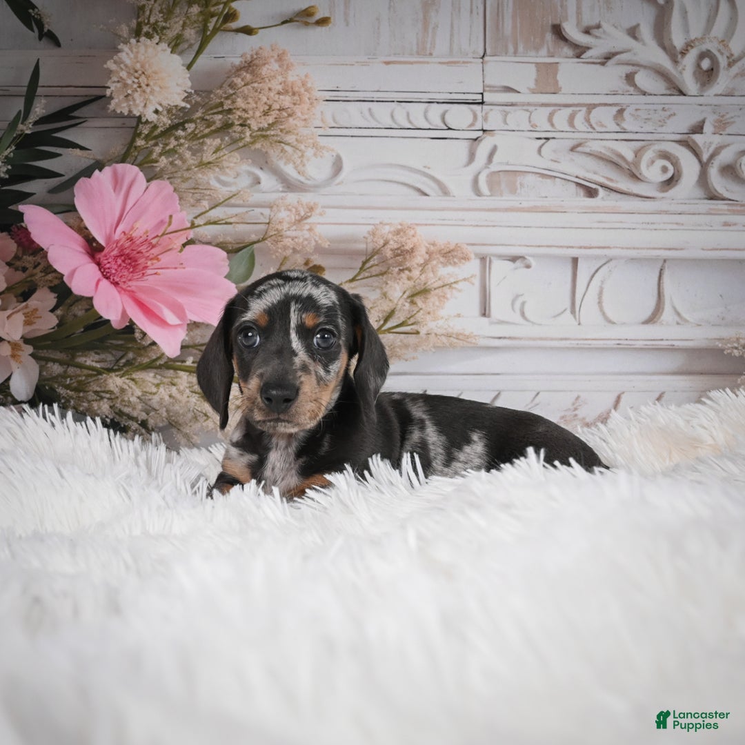 Miniature Dachshund dogs for sale: Phoenix-AKC - Ad 13