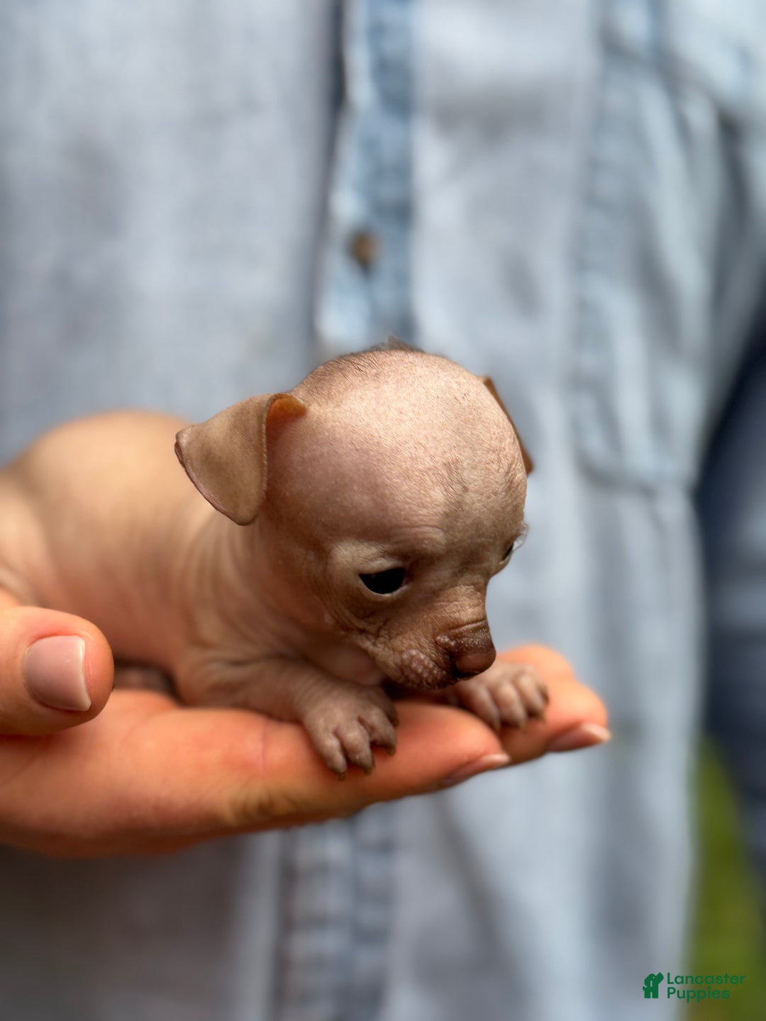 Mixed Breed dogs for sale: Cleopatra  - Ad 69