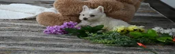 West Highland Terrier dogs for sale: Willis - Ad 3