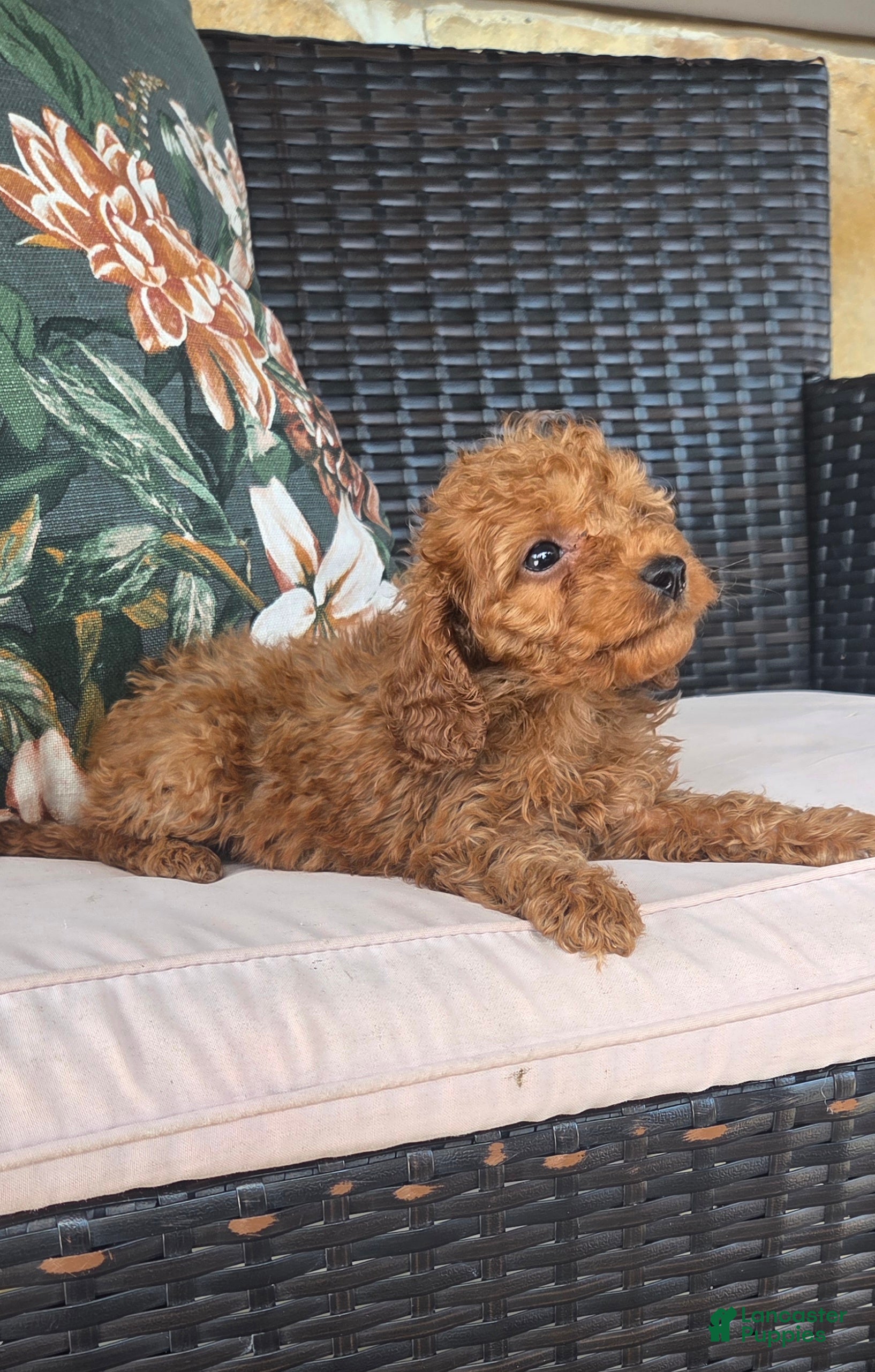Cavapoo dogs for sale: Fletcher - Ad 2