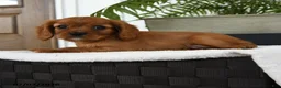 Cavalier King Charles Spaniel dogs for sale: Harrison - Ad 5