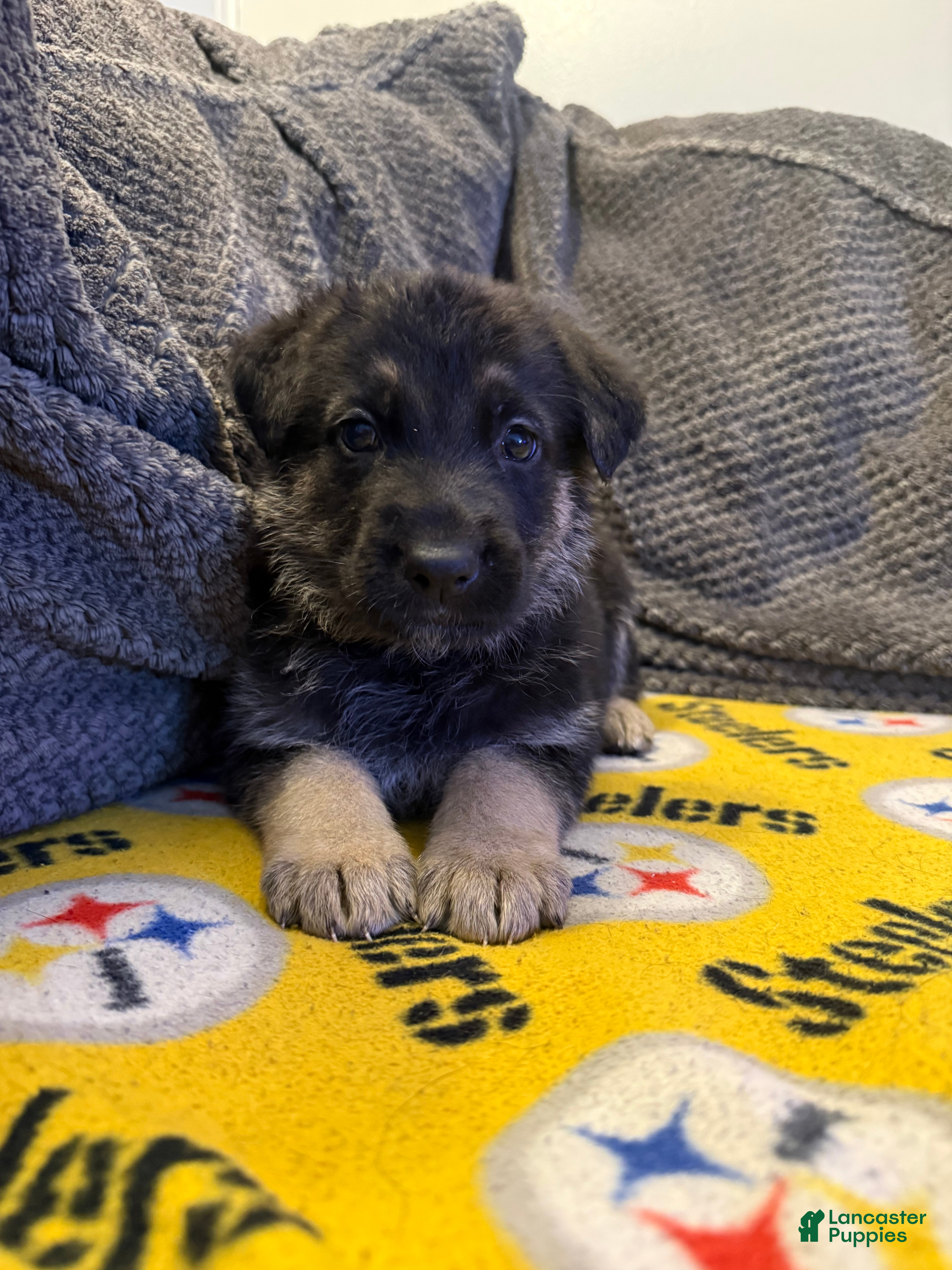 German Shepherd dogs Dustin  - Ad 11