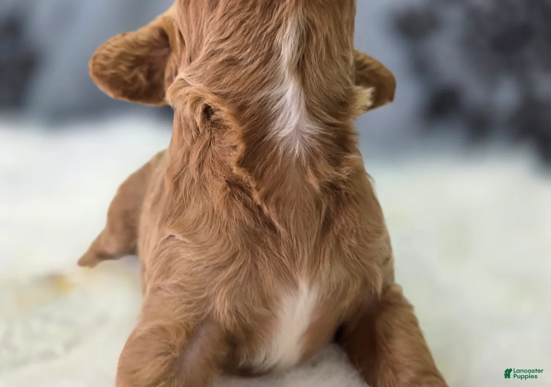 Cavapoo dogs for sale: Glacier - Ad 3