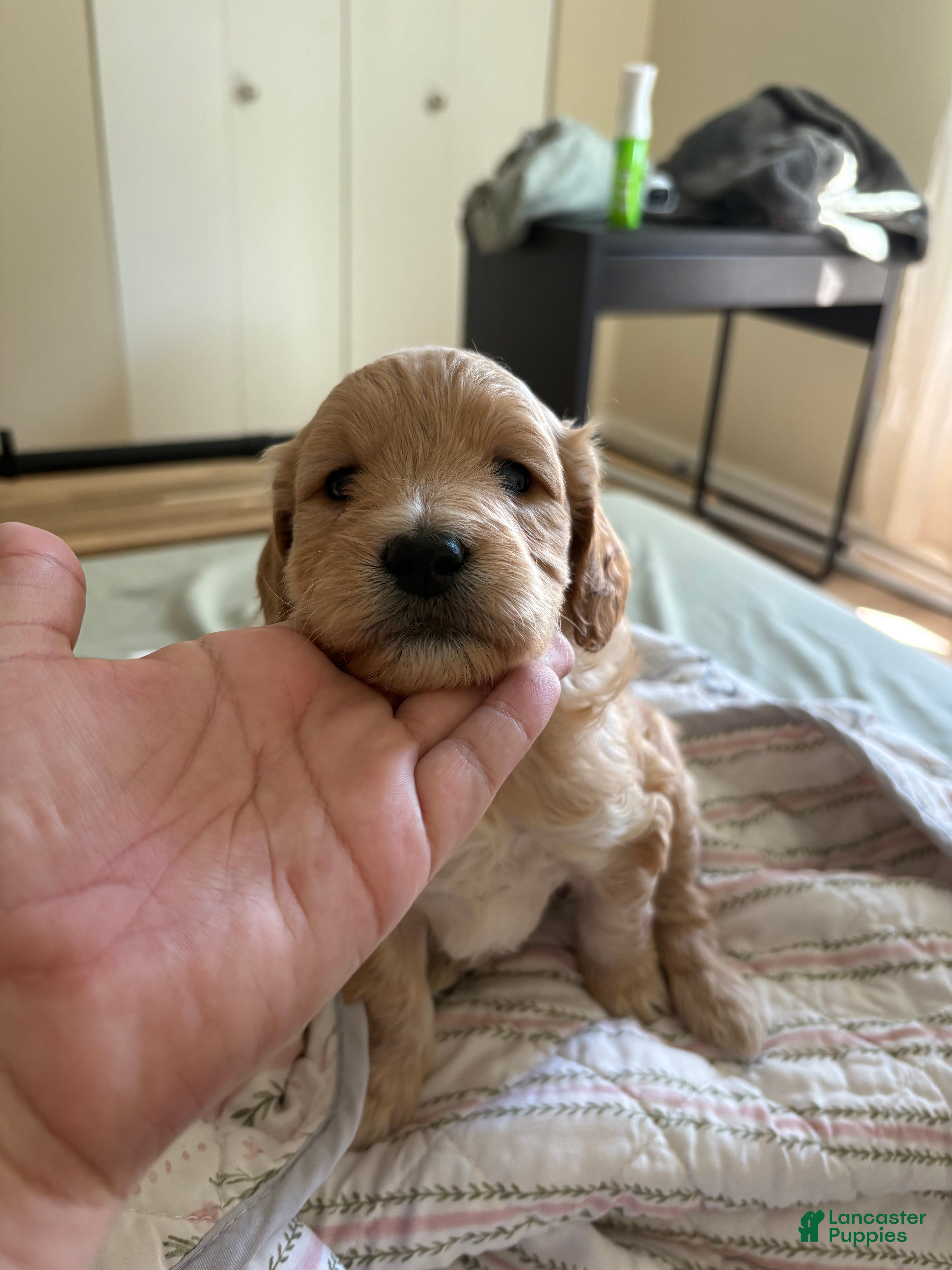 Mini Goldendoodle dogs Golden #2 - Ad 19