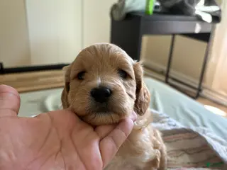 Mini Goldendoodle dogs Golden #2 - Ad 19