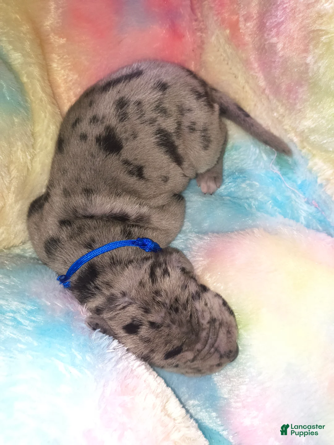 Great Dane dogs for sale: Thor - Ad 2