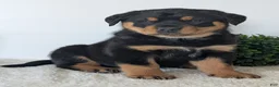 Mixed Breed dogs for sale: Tank - Ad 13