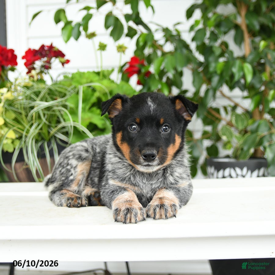 Australian Cattle Dog dogs Clark - Ad 2