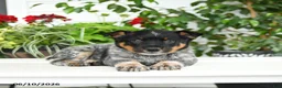 Australian Cattle Dog dogs for sale: Clark - Ad 2