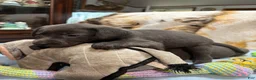 Labrador Retriever dogs for sale: Bella - Ad 11
