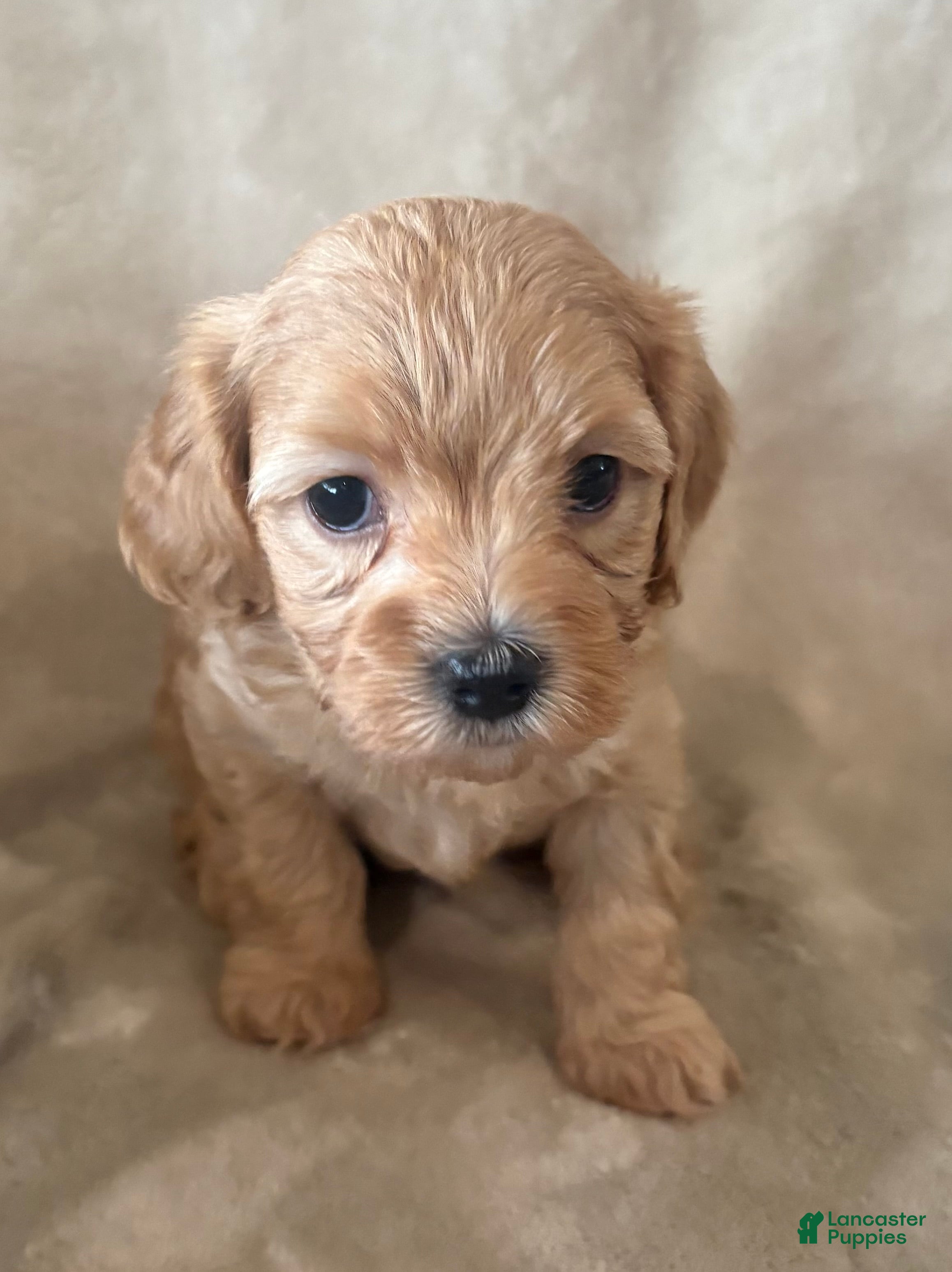 Maltipoo dogs Biscuit - Ad 2