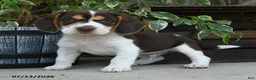 Beagle dogs for sale: Saturn - Ad 4