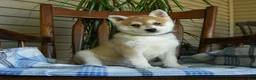 Alaskan Klee Kai dogs for sale: Daisy - Ad 1