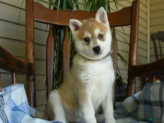 Alaskan Klee Kai dogs for sale: Daisy - Ad 3