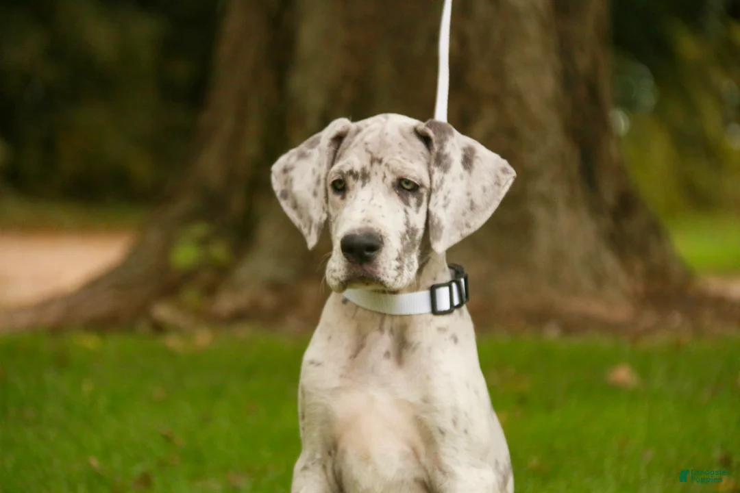 Great Dane dogs for sale: Beatrice Great Dane  - Ad 2