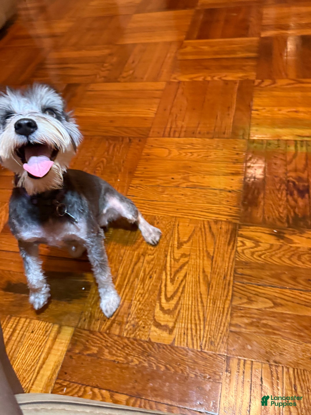 Miniature Schnauzer dogs for sale: BELLA - Ad 8