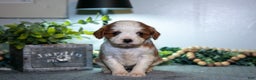 Cavapoo dogs for sale: Janie - Ad 3