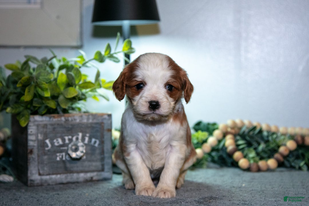 Cavapoo dogs for sale: Janie - Ad 3