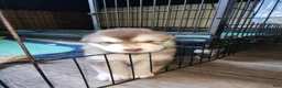 Alaskan Malamute dogs for sale: Meet Hex, she is a red white akc Alaskan malamute female. Lovable and fun to play with.  - Ad 16