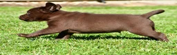 Labrador Retriever dogs for sale: Chico - Ad 5