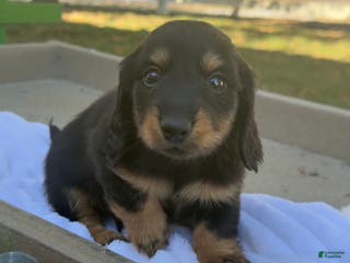 Miniature Dachshund dogs Fighter - Ad 15