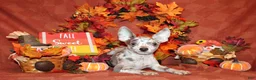 Chihuahua dogs for sale: Hector - Ad 1