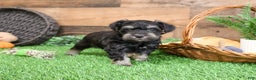 Miniature Schnauzer dogs for sale: Princeton - Ad 6