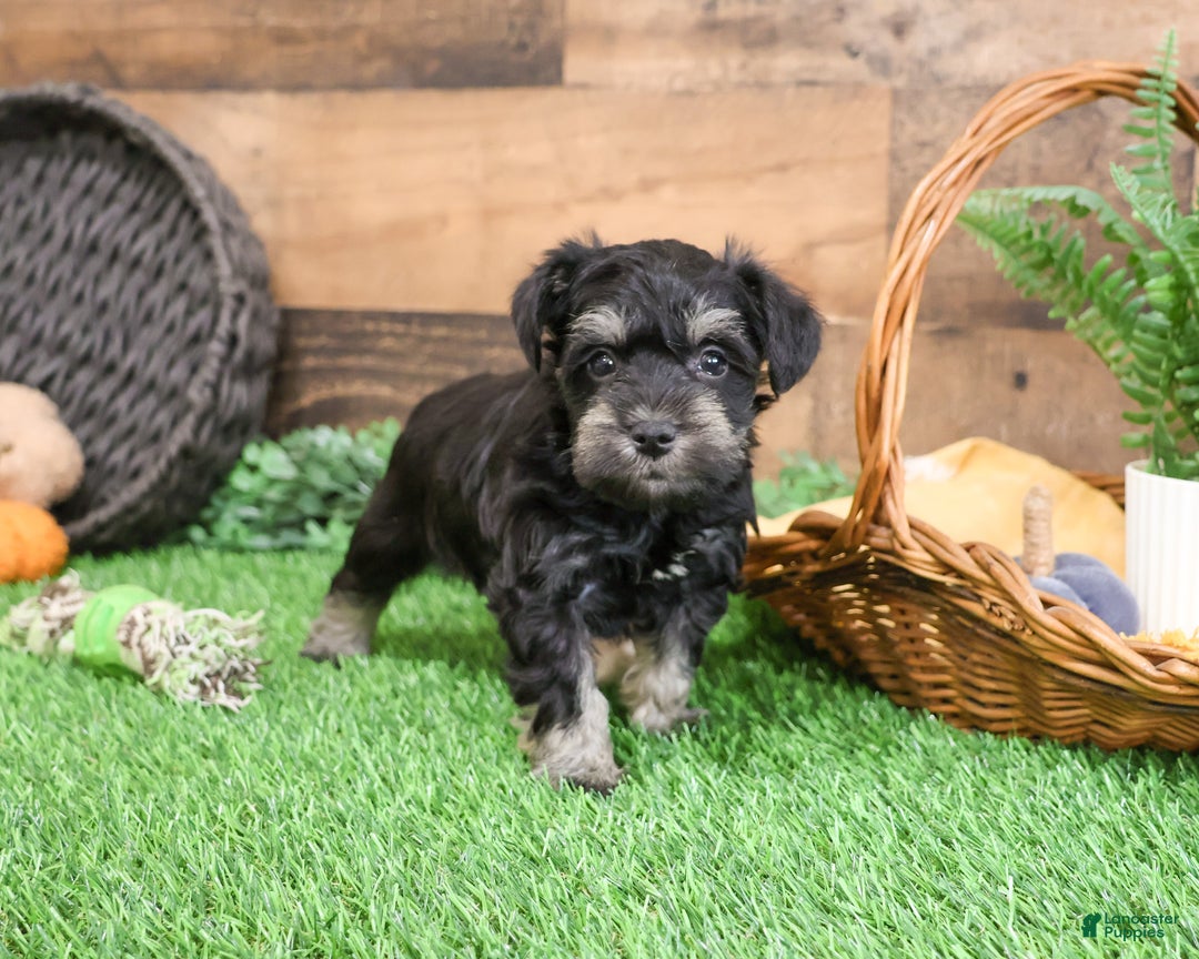 Miniature Schnauzer dogs for sale: Princeton - Ad 6