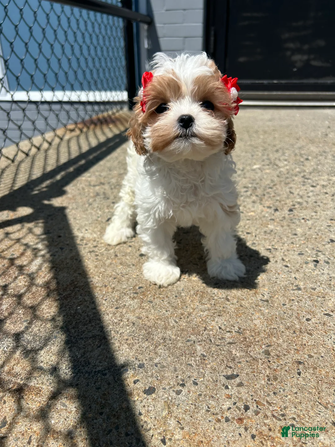 Cavapoo dogs for sale: Cavapoo 3 - Ad 3